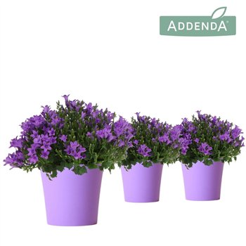 Campanula port  ambella intens purple Addenda Ambella Intense in Cup purple1 pp 27 cm diameter 25cm 12cm Q991