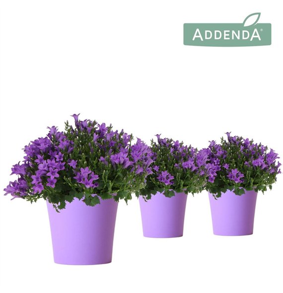 Campanula port  ambella intens purple Addenda Ambella Intense in Cup purple1 pp 27 cm diameter 25cm 12cm Q991
