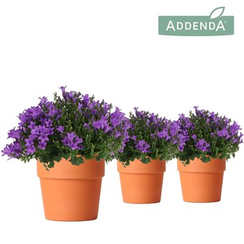 Campanula port  ambella intens purple Addenda Ambella Intense in Terracotta pot1 pp 27 cm diameter 25cm 12cm Q992