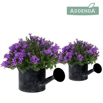 Campanula port  ambella intens purple Addenda Ambella Intense in Watering Can pot27 cm diameter 1 pp 25cm 12cm Q1000