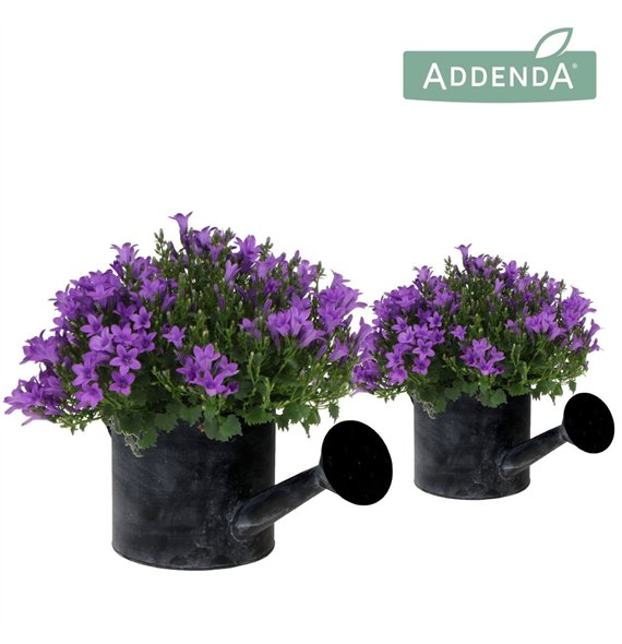 Campanula port  ambella intens purple Addenda Ambella Intense in Watering Can pot27 cm diameter 1 pp 25cm 12cm Q1000