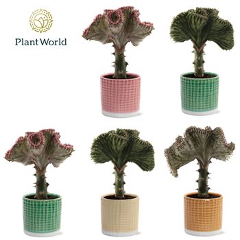 Euphorbia lactea cristata Cristata Mix in pot Elsa 1 pp 30cm 10.5cm Q1043