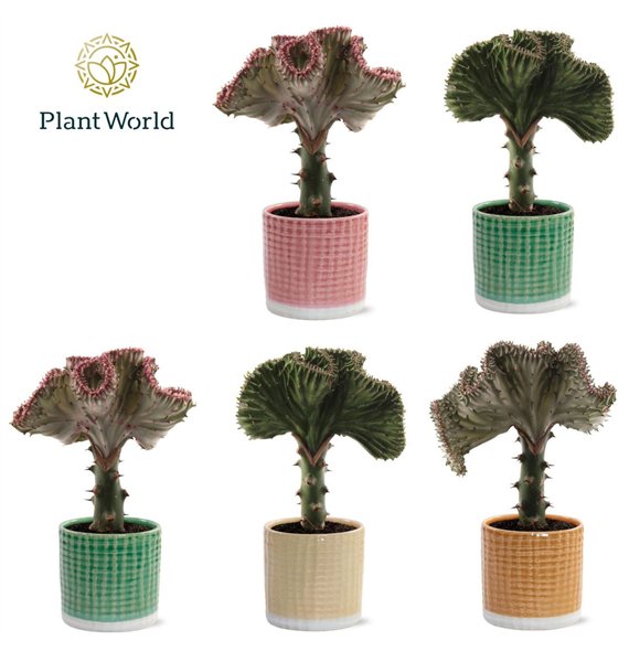 Euphorbia lactea cristata Cristata Mix in pot Elsa 1 pp 30cm 10.5cm Q1044