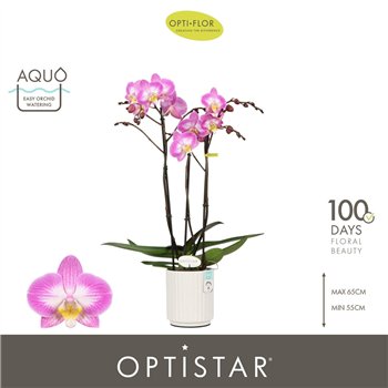 Orhideja Phalaenopsis paars Optistar Carey 3 spike in Molise White Aquo 18 fl  stems plnt 60cm 12cm Q1051