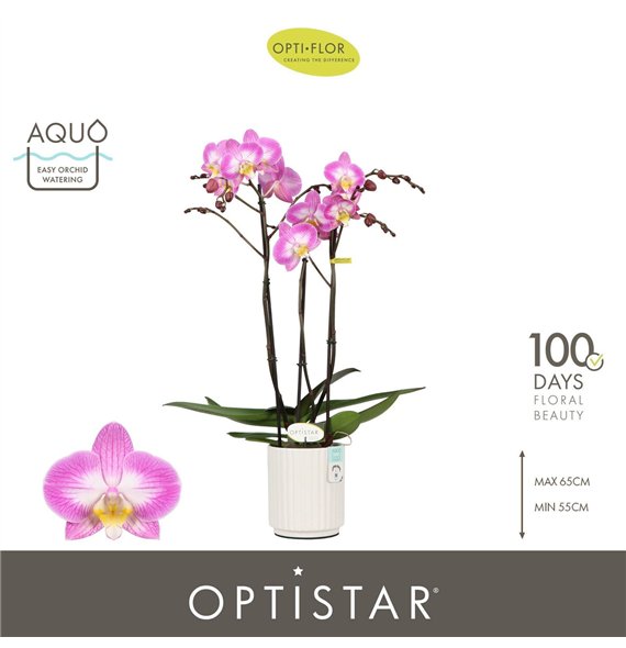 Orhideja Phalaenopsis paars Optistar Carey 3 spike in Molise White Aquo 18 fl  stems plnt 60cm 12cm Q1051