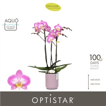 Orhideja Phalaenopsis paars Optistar Carey 3 spike in Molise Lilac Aquo18 fl  stems plnt 60cm 12cm Q1052