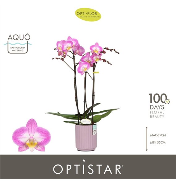 Orhideja Phalaenopsis paars Optistar Carey 3 spike in Molise Lilac Aquo18 fl  stems plnt 60cm 12cm Q1052