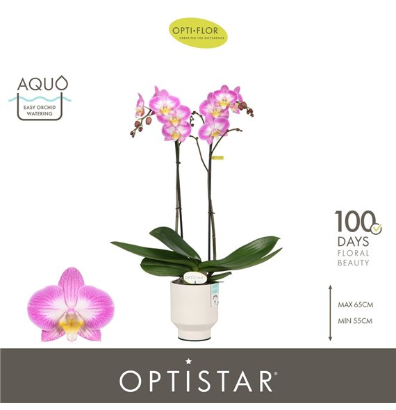 Orhideja Phalaenopsis paars Optistar Carey 2 spike in Emilia White Aquo 15 fl  stems plnt 60cm 12cm Q1053