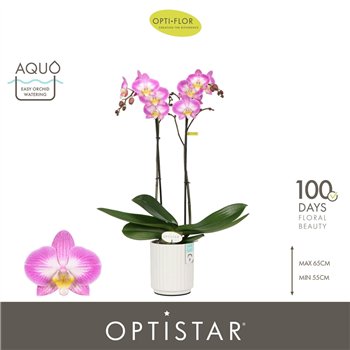 Orhideja Phalaenopsis paars Optistar Carey 2 spike in Molise White Aquo 15 fl  stems plnt 60cm 12cm Q1054