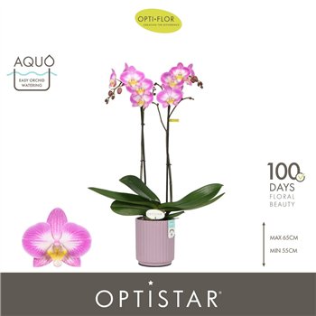Orhideja Phalaenopsis paars Optistar Carey 2 spike in Molise Lilac Aquo 15 fl  stems plnt 60cm 12cm Q1055