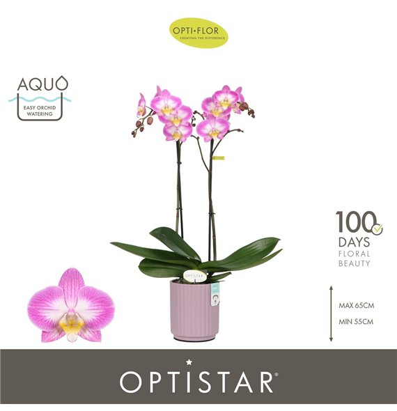 Orhideja Phalaenopsis paars Optistar Carey 2 spike in Molise Lilac Aquo 15 fl  stems plnt 60cm 12cm Q1055