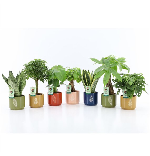 Miks lončnic Easy to Care mix in Artistique ceramic 1 pp 35cm 13cm Q1059