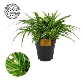 Chlorophytum ocean Ocean 15cm 25cm 15cm Q1082