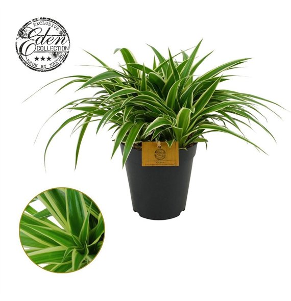 Chlorophytum ocean Ocean 15cm 25cm 15cm Q1082