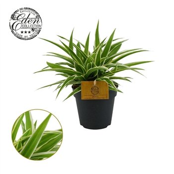Chlorophytum ocean Ocean 12cm 20cm 12cm Q1083