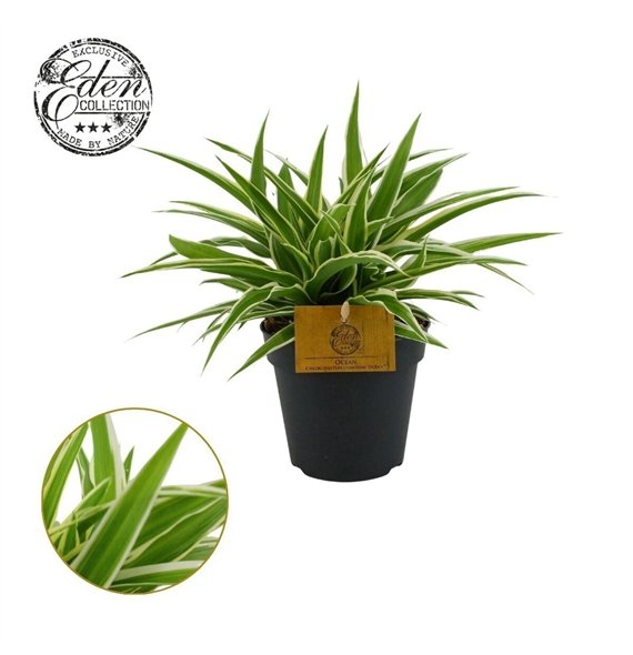 Chlorophytum ocean Ocean 12cm 20cm 12cm Q1083