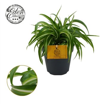 Chlorophytum comosum bonnie Bonnie 12cm 20cm 12cm Q1084