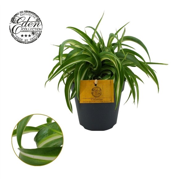 Chlorophytum comosum bonnie Bonnie 12cm 20cm 12cm Q1084