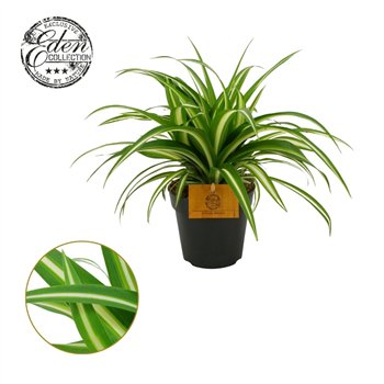 Chlorophytum comosum variegatum 12cm 20cm 12cm Q1086