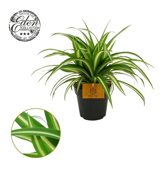 Chlorophytum comosum variegatum 12cm 20cm 12cm Q1086