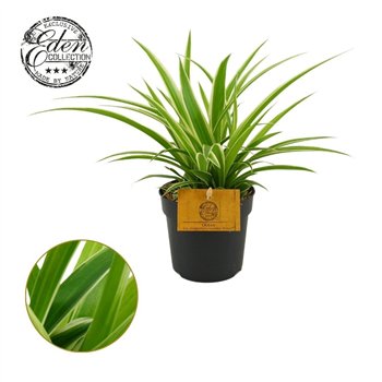 Chlorophytum ocean Ocean 10 5cm 15cm 10.5cm Q1087