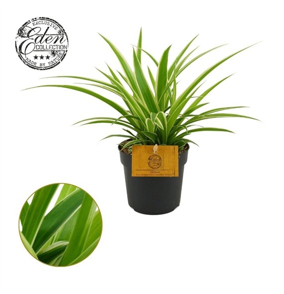 Chlorophytum ocean Ocean 10 5cm 15cm 10.5cm Q1087
