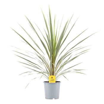 Cordyline variegata Australis Variegata1 pp 80cm 17cm Q1173