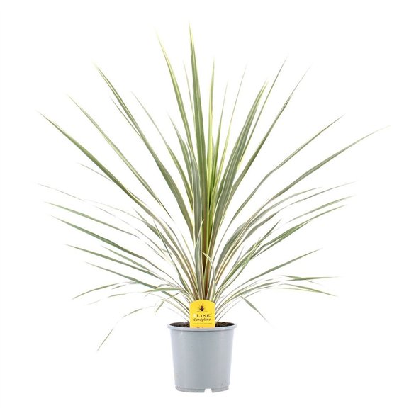 Cordyline variegata Australis Variegata1 pp 80cm 17cm Q1173