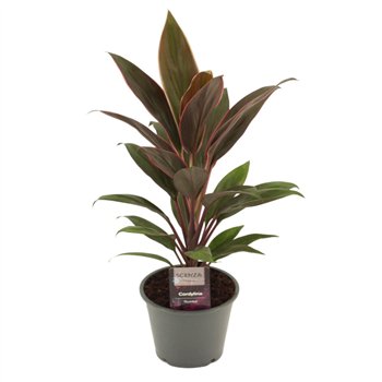 Cordyline fruticosa rumba Rumba 12 cm 1 pp 40cm 12cm Q1184