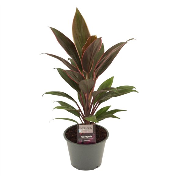 Cordyline fruticosa rumba Rumba 12 cm 1 pp 40cm 12cm Q1184