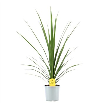 Cordyline peko Australis Peko - 17cm1 pp 80cm 17cm Q1186