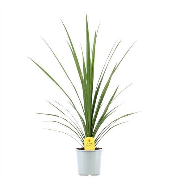 Cordyline peko Australis Peko - 17cm1 pp 80cm 17cm Q1186