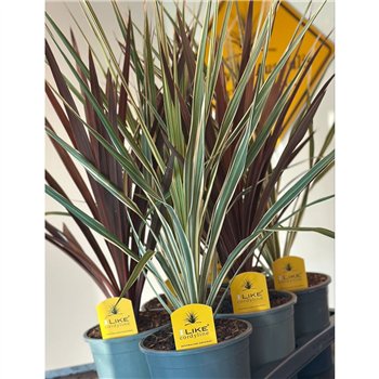 Cordyline Duo Mix Tray - 17cm Redstar Variegata1 pp 80cm 17cm Q1188