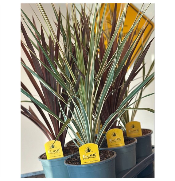 Cordyline Duo Mix Tray - 17cm Redstar Variegata1 pp 80cm 17cm Q1188