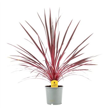 Cordyline electric pink Australis Charlie Boy - 17cm1 pp 65cm 17cm Q1195