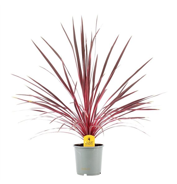 Cordyline electric pink Australis Charlie Boy - 17cm1 pp 65cm 17cm Q1195