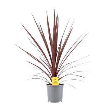 Cordyline australis red star Australis Red Star - 17cm1 pp 75cm 17cm Q1197