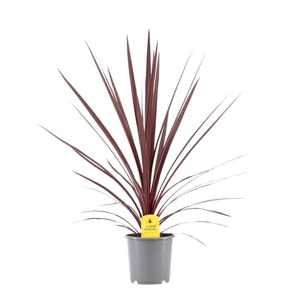 Cordyline australis red star Australis Red Star - 17cm1 pp 75cm 17cm Q1197