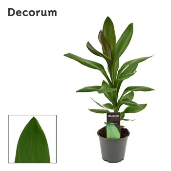 Cordyline glauca Glauca 12cm 40cm 12cm Q1200