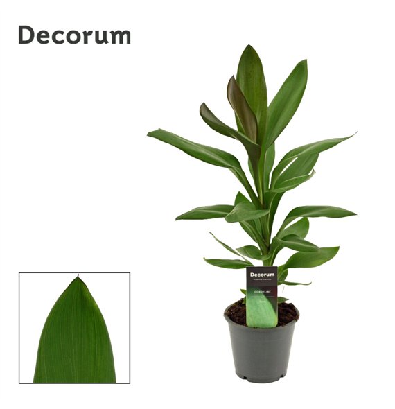 Cordyline glauca Glauca 12cm 40cm 12cm Q1200