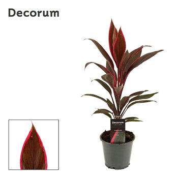 Cordyline fruticosa tango Tango 12cm 40cm 12cm Q1206