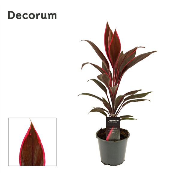 Cordyline fruticosa tango Tango 12cm 40cm 12cm Q1206