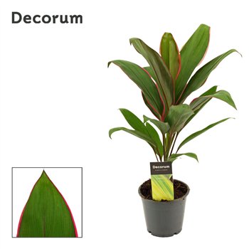 Cordyline fruticosa geraldo Salsa 12cm 40cm 12cm Q1207