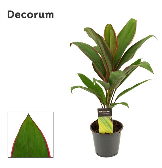Cordyline fruticosa geraldo Salsa 12cm 40cm 12cm Q1207