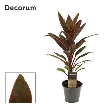 Cordyline fruticosa rumba Rumba 12cm 40cm 12cm Q1208
