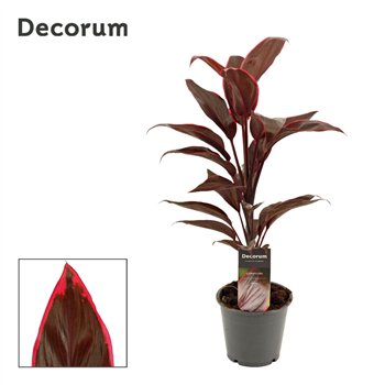 Cordyline fruticosa mambo Mambo 12cm 40cm 12cm Q1209