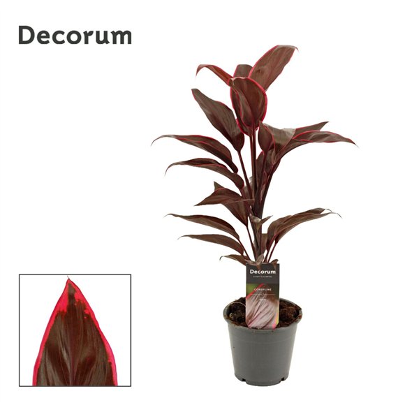 Cordyline fruticosa mambo Mambo 12cm 40cm 12cm Q1209