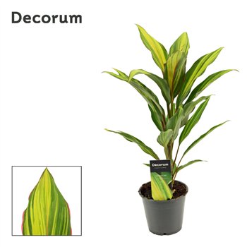 Cordyline fruticosa kiwi Kiwi 12cm 40cm 12cm Q1210