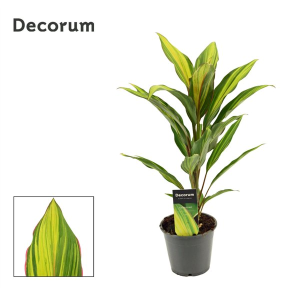 Cordyline fruticosa kiwi Kiwi 12cm 40cm 12cm Q1210
