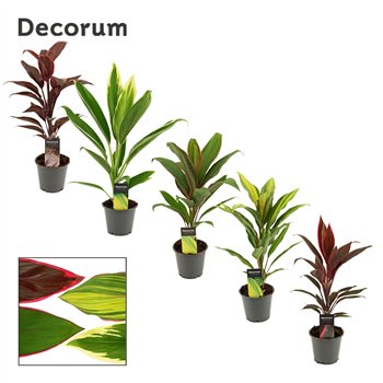 Cordyline fruticosa mix Mix 12cm 40cm 12cm Q1211